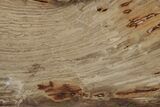 Polished Oligocene Petrified Wood (Pinus) - Australia #212457-1